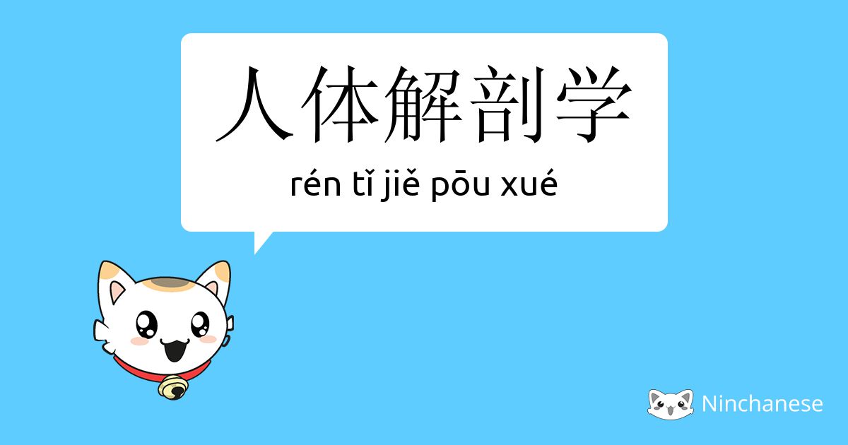 人体解剖学- rén tǐ jiě pōu xué - Chinese character definition, English meaning  and stroke order - Ninchanese